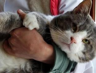 Obese cat in Turkey loses 5.5 kg in 4 months
