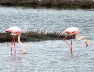 Flamingos surprisingly settle in Ayvalık