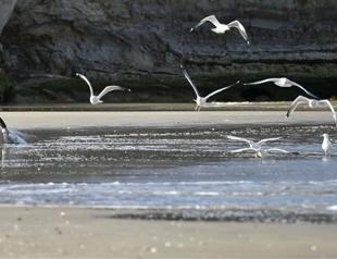 Radiation from Fukushima detected off Canada west coast