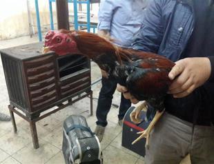 Police rescue 33 roosters from fighting in southern Turkey