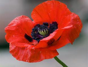 Poppies & Provisions in Gallipoli