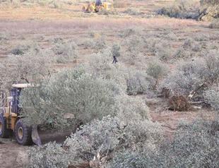 Company determines new area ‘without olive trees’ for power plant construction in Yırca