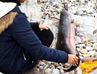 Dead baby dolphin found spearfished, burnt, cut in Turkey’s Bodrum province