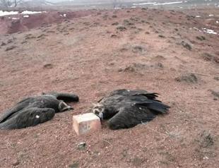 Vultures found mysteriously poisoned, dead in eastern Turkey