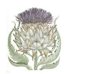 Thistle fit for the throne