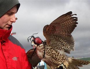 Birds of prey help NATO warplanes police Baltic air