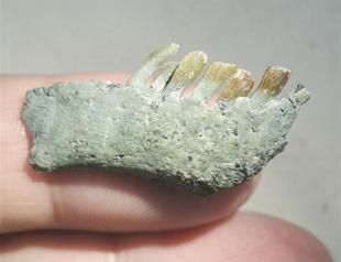 T.Rex’s ‘bizarre’ vegetarian cousin puzzles science