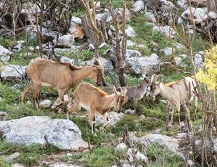 Turkey allows hunting of wild animals in 21 provinces