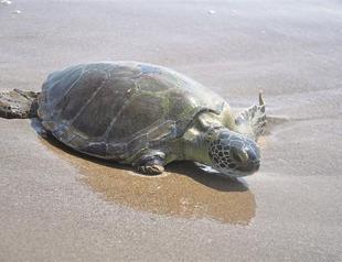 16 sea turtles released back into natural habitat in southern Turkey