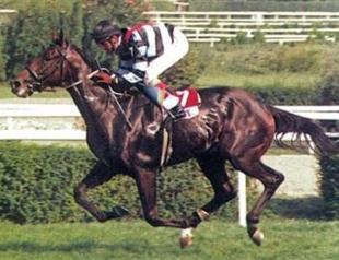 Turkish legendary thoroughbred Bold Pilot dead at 22