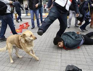 VIDEO: Turkey’s May Day dog kicked by officer, chases police
