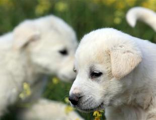 Turkish Akbaş dogs’ popularity on the rise