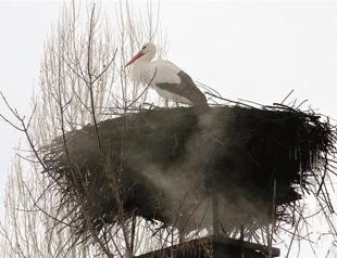 Stork brings a constitution to Turkey