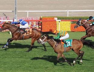 Turkey clears deck to privatize horse racing