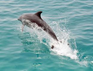 Dolphin-hunting Japanese town may start farming them on the side