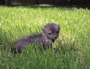 Marten cub sent to zoo