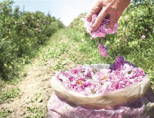 Tour to the land of roses