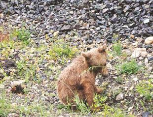 Wounded bear cub treated