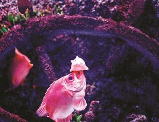 An aquarium love story