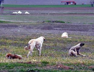 Turkish woman dies due to attack by stray dogs