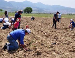 Olive trees replanted following night-time clear-cutting in Turkish town