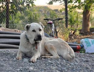 Rabies: Adıyaman village in quarantine