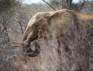 Poachers kill half of Mozambique’s elephants