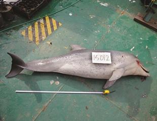 Endangered dolphin killed by shotgun in Istanbul’s Bosphorus