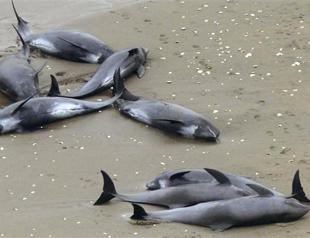Around 150 dolphins beach in Japan