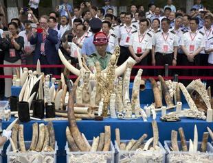 China crushes half a tonne of ivory in symbolic gesture