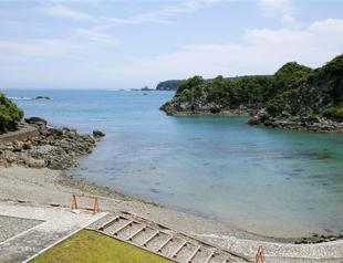 Half of live dolphins caught in Japan exported despite hunt outcry