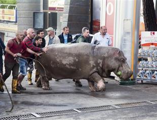 10 dead as tigers and lions roam Tbilisi after floods