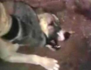 Soldiers charged for torturing a dog after footage posted online: Turkish General Staff