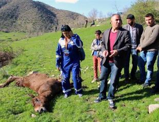 Mules not shot, jumped off cliff, says Turkish governor