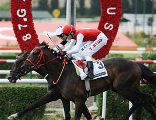 Thoroughbreds in line for Turkey’s Gazi Derby