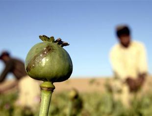Record Afghan opium output sparks rise in cheaper heroin supply: UN
