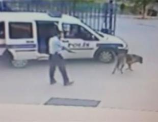 Police officer may face dismissal for shooting dog in western Turkey