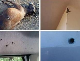 HDP deputy claims mules killed by Turkish military in Turkey’s southeast