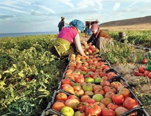 Female workers more victimized in agriculture sector