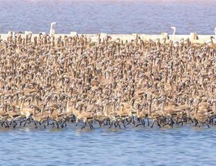 Artificial island for pelicans to be constructed, says İzmir mayor