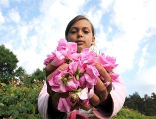 Turkish rose farmers struggle to keep tradition alive
