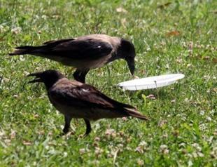 ‘Environmentalist crow’ in Turkish city goes viral
