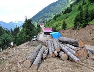 Trees cut in Turkeys northeast highlands despite court ruling