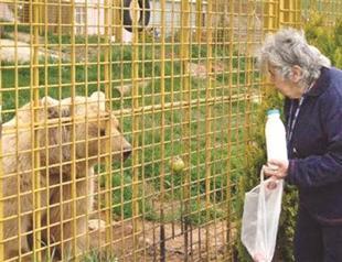 Bear to stay with ‘mom’