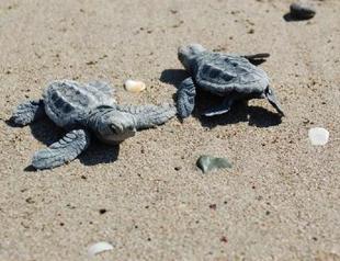 Caretta caretta eggs begin to hatch in southern Turkey