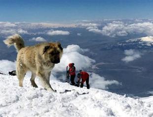 Sheepdog guides Mount Ararat climbers to summit for fourth time