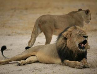 US dentist killed Zimbabwes Cecil the lion