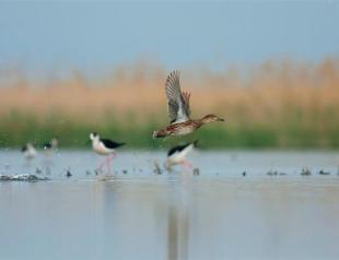 Birds in İzmir cooling off thanks to irrigation efforts