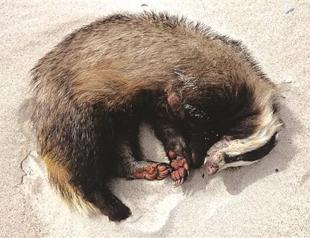 Party-animal badger found drunk on Polish beach