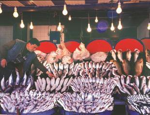 Turkey’s fish stock falls dramatically, extinction in sight